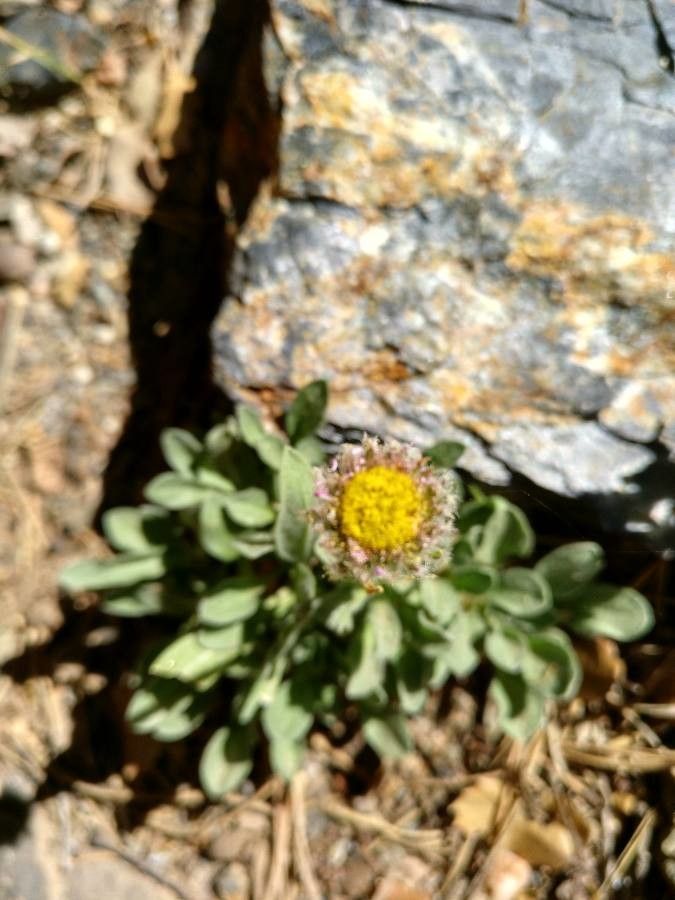 Erigeron frigidus flower