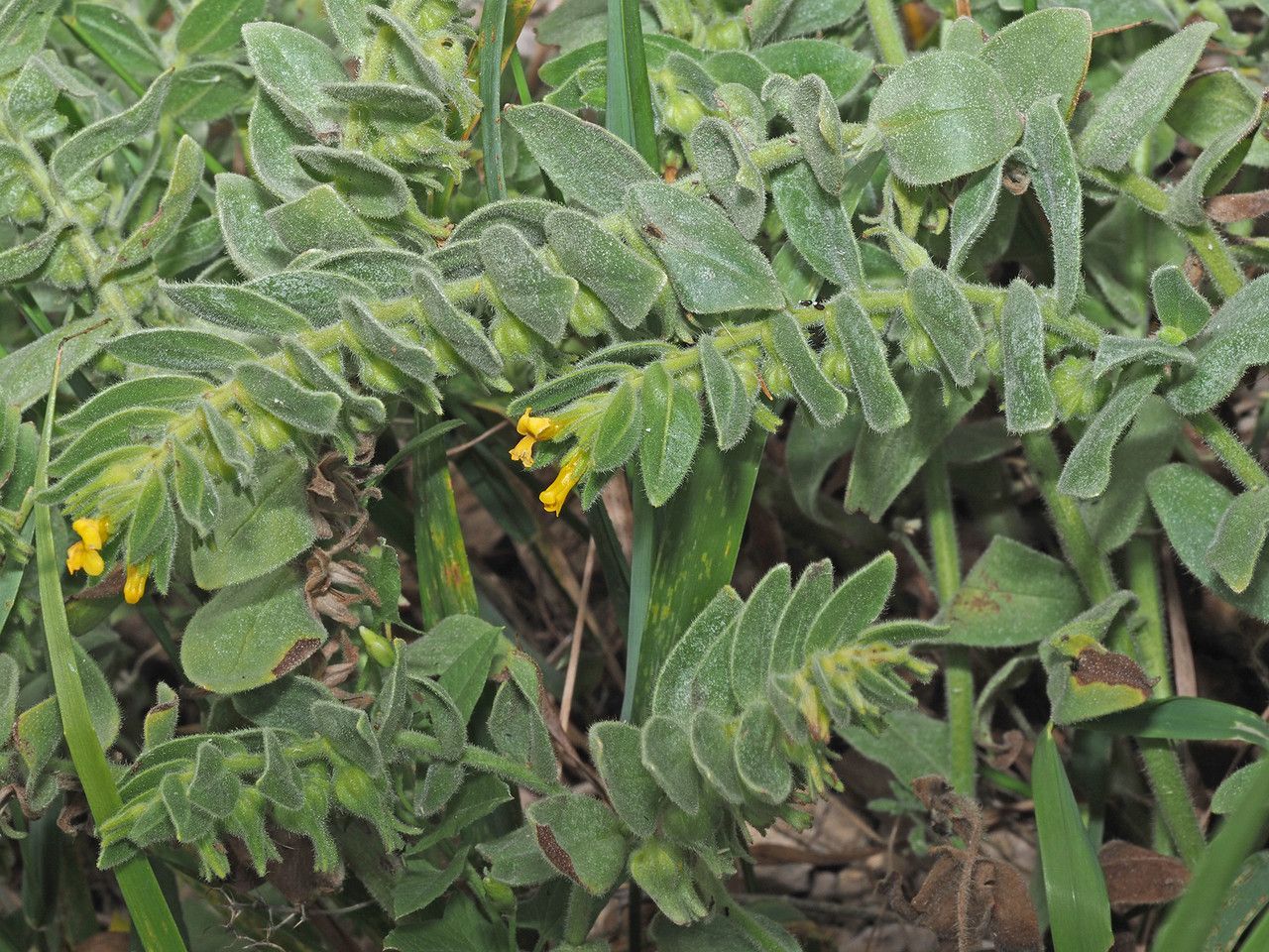 Alkanna orientalis leaf