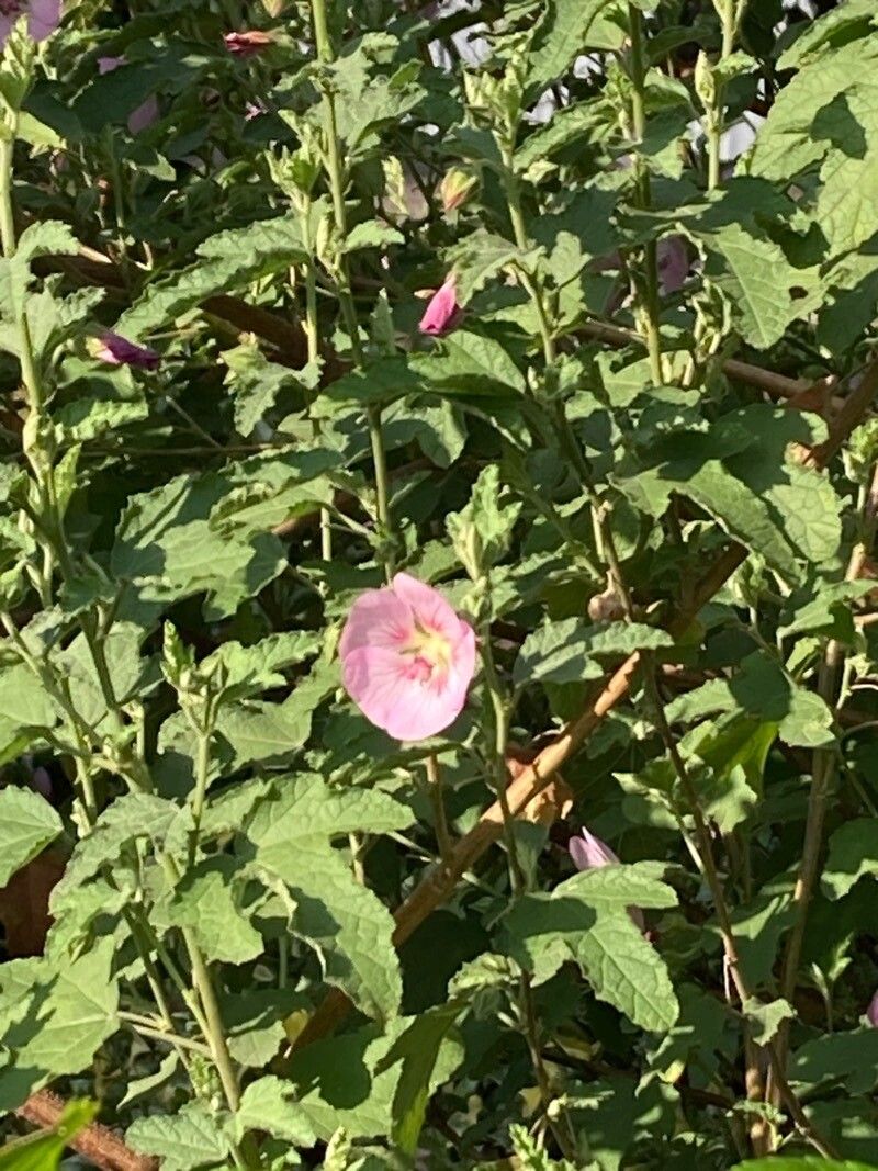Anisodontea malvastroides — related species from the same genus