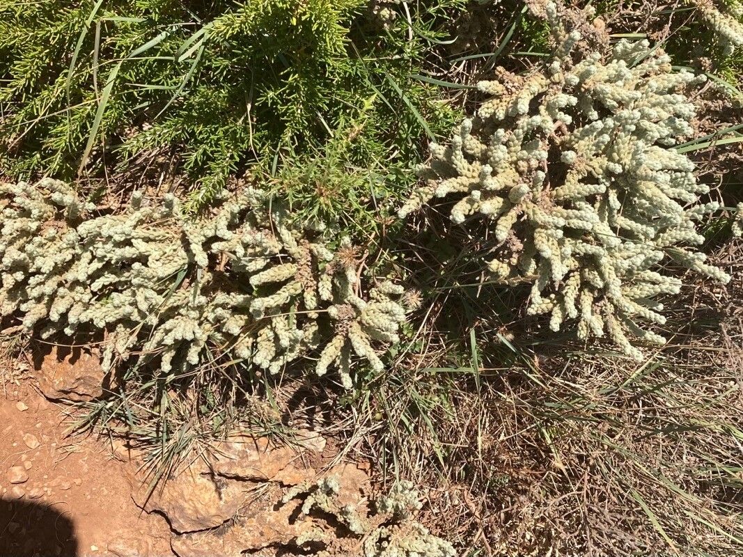 Teucrium gnaphalodes habit