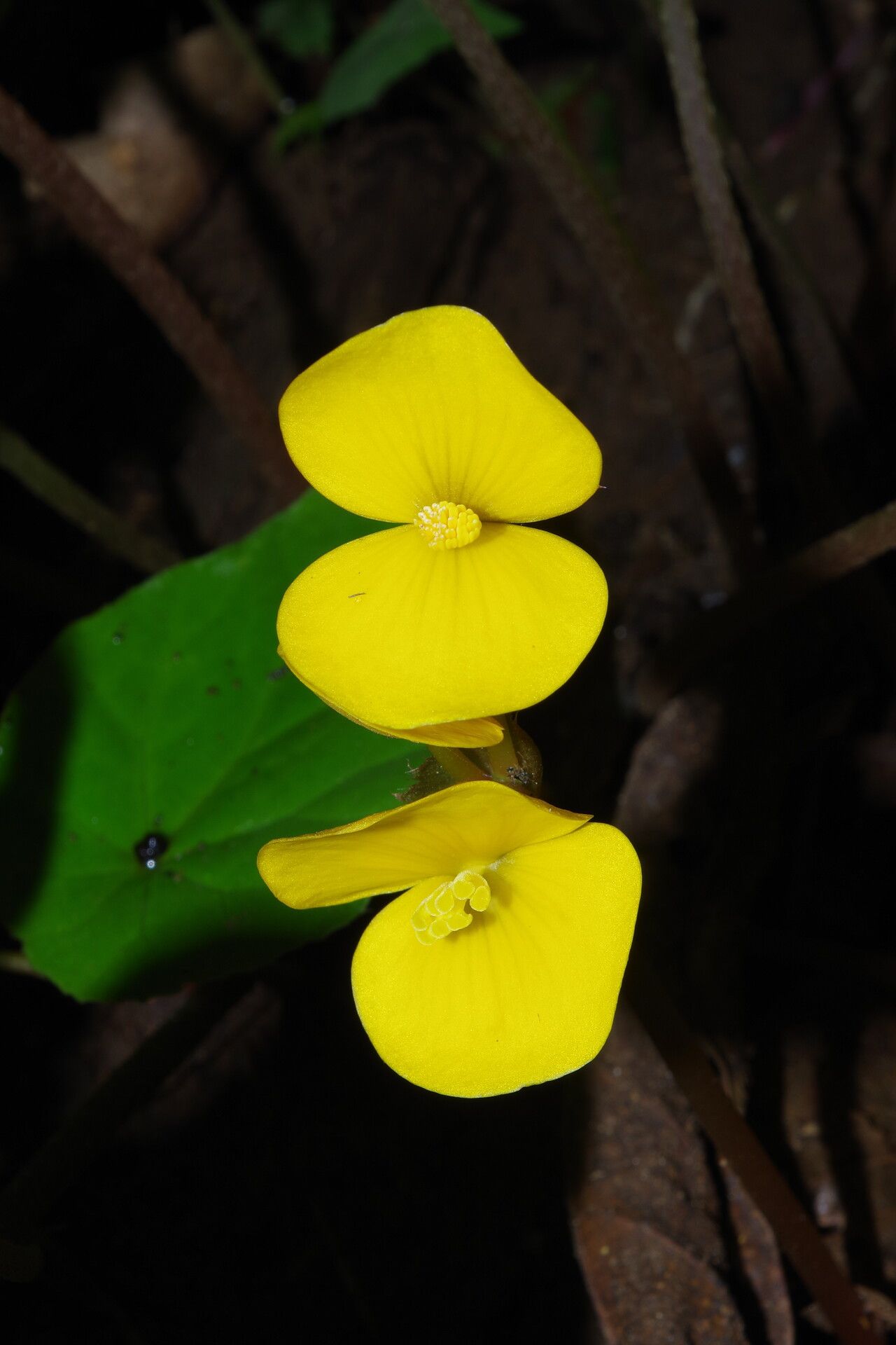 Begonia adpressa flower