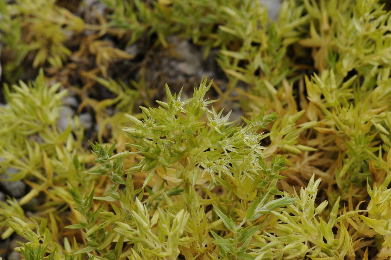 Stellaria decumbens habit