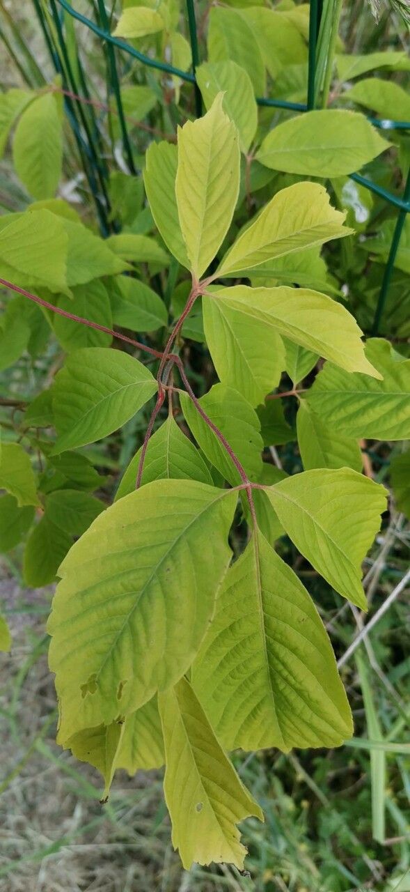 Acer henryi leaf