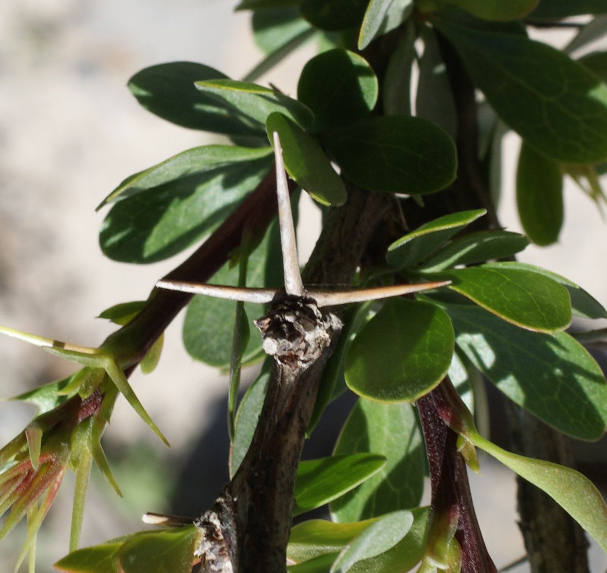 Berberis cretica — search result for 'Berberidaceae'