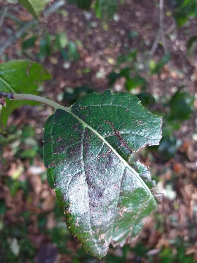 Eucommia ulmoides leaf