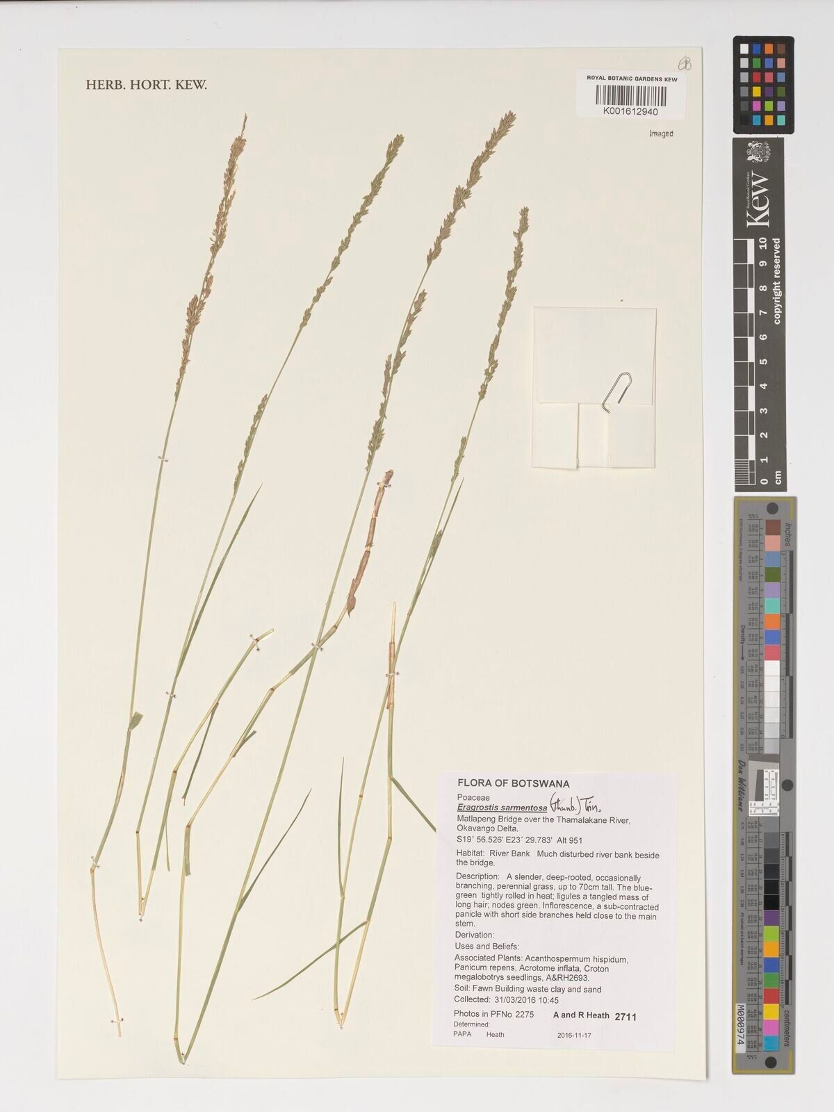Eragrostis sarmentosa — search result for 'Eragrostis'
