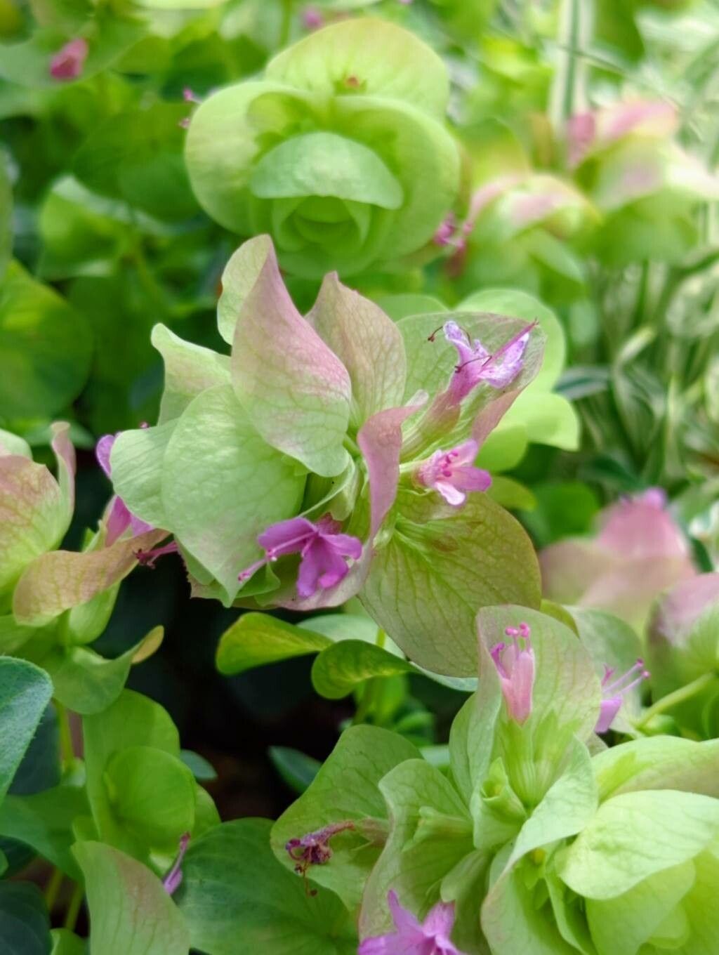Origanum rotundifolium flower