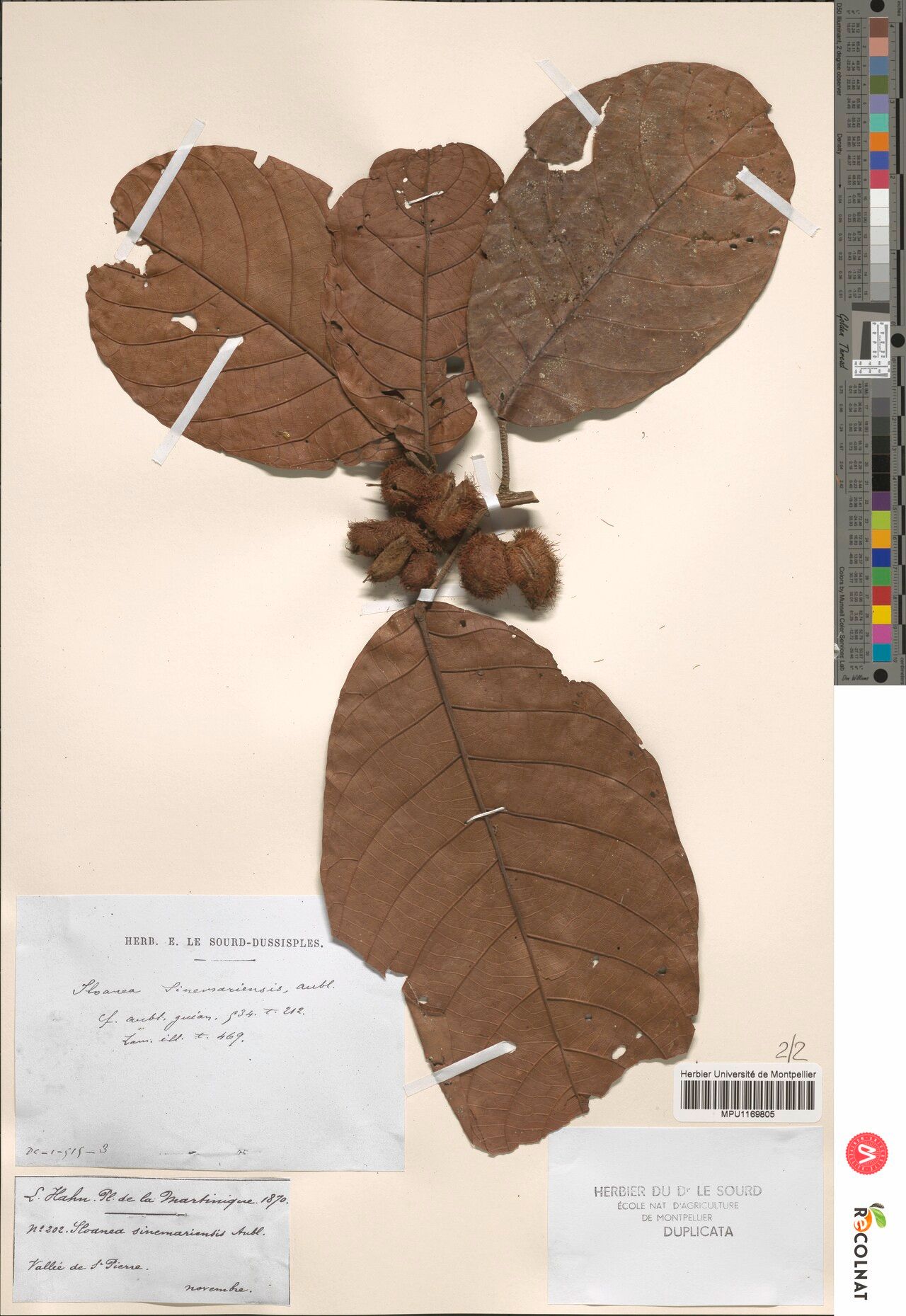 Sloanea sinemariensis fruit