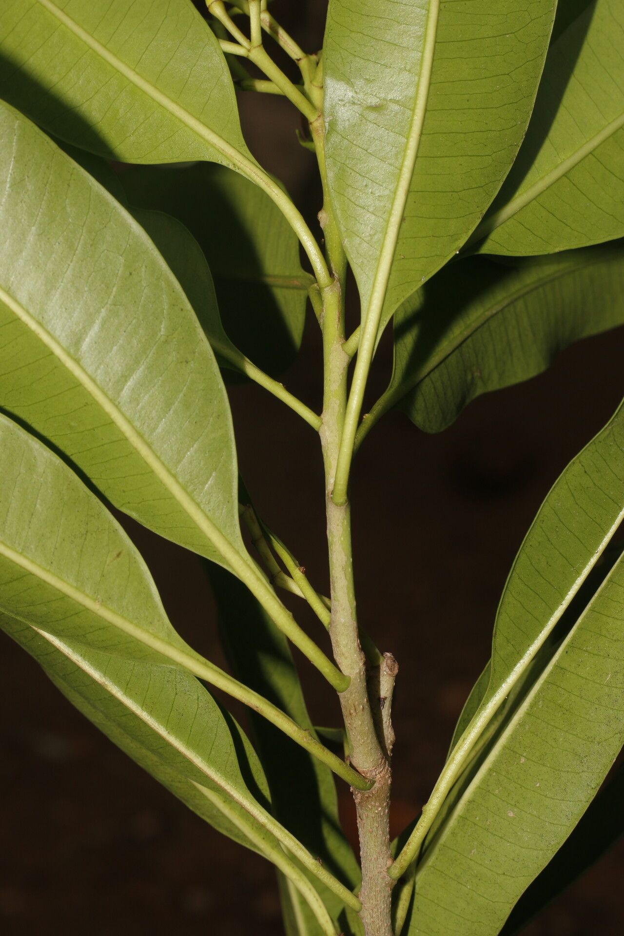 Mortoniella pittieri fruit