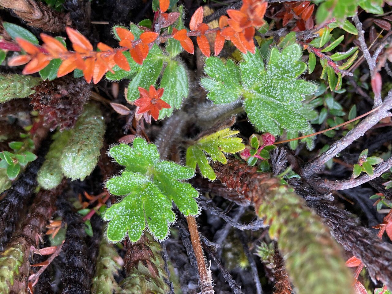 Ranunculus praemorsus — houseplant care guide