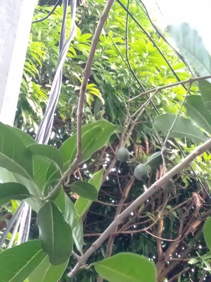 Casearia corymbosa fruit