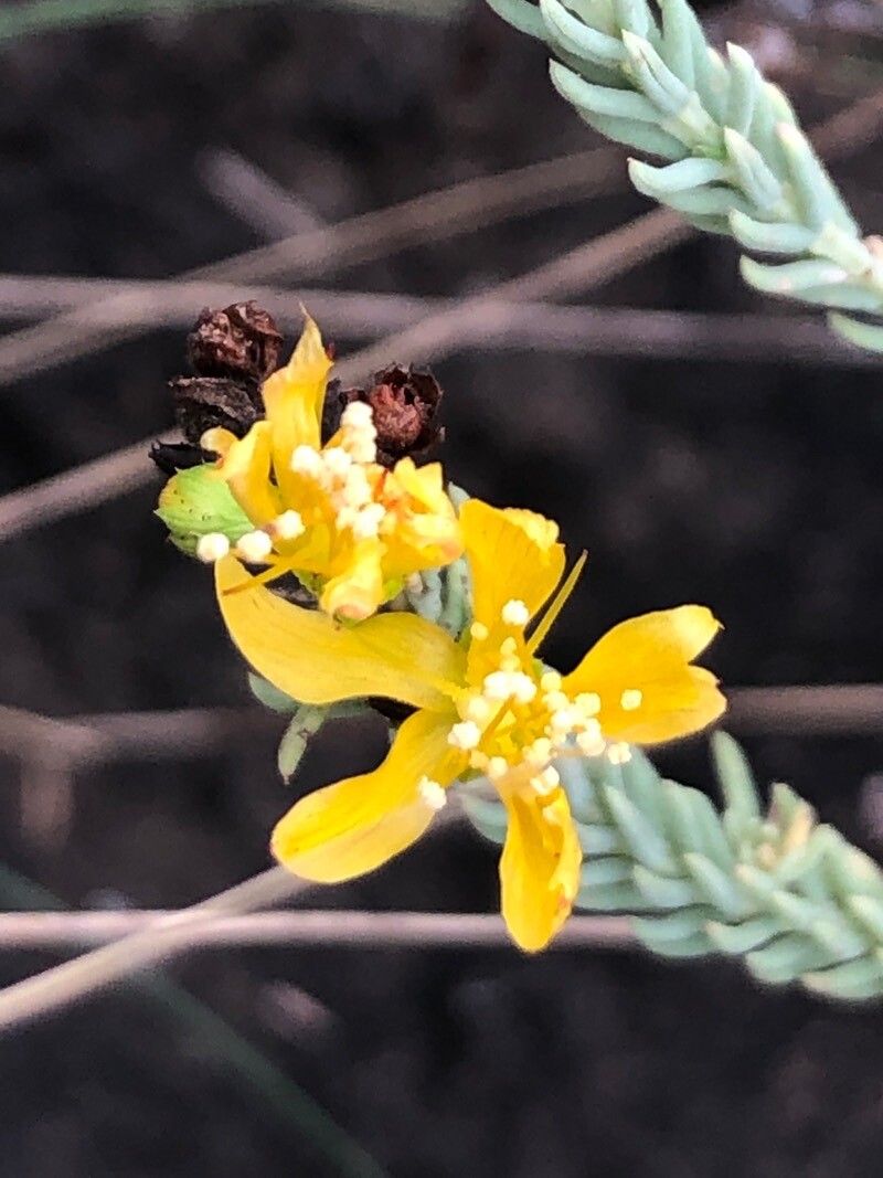 Hypericum ericoides flower