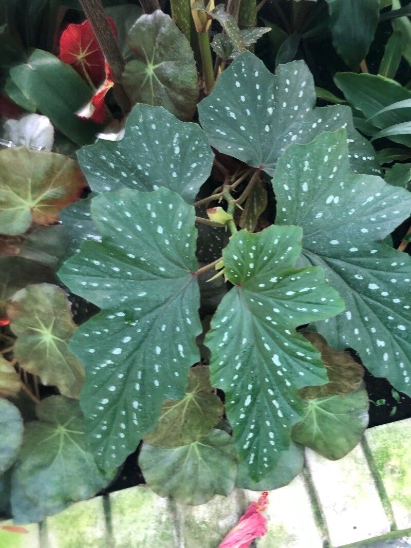 Begonia albomaculata — houseplant care guide