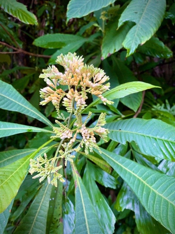 Pittosporum paniculatum — search result for 'Pittosporum'