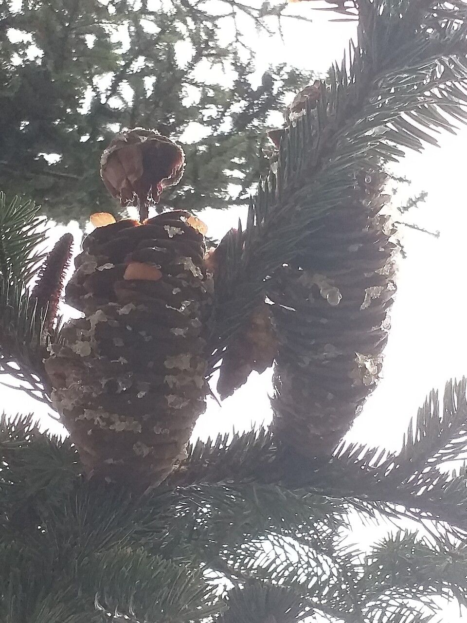 Abies cilicica fruit