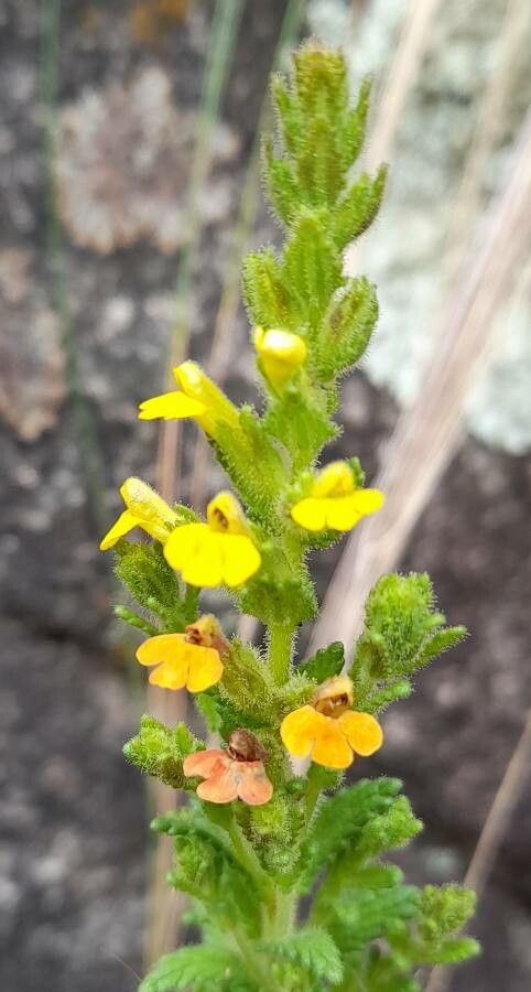 Bartsia fiebrigii flower