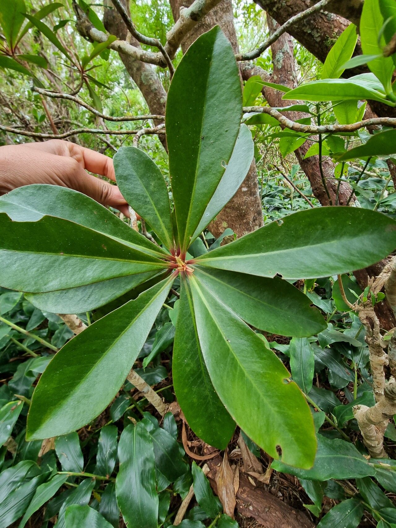 Badula nitida — houseplant care guide