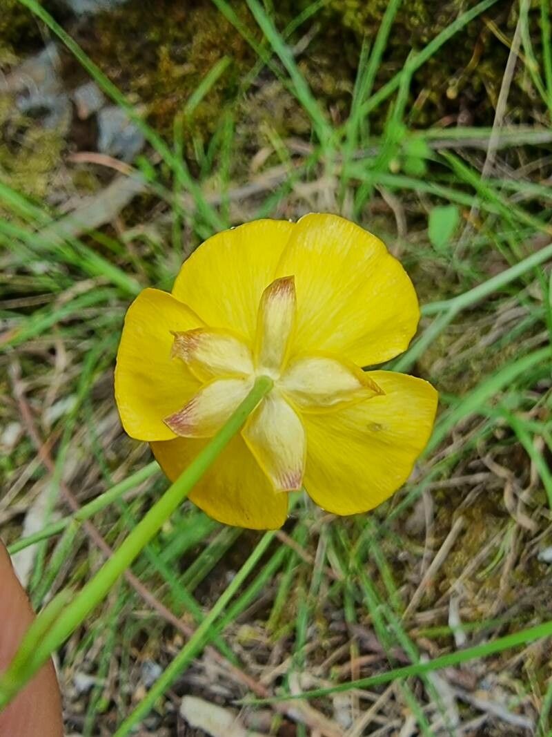 Ranunculus bupleuroides flower
