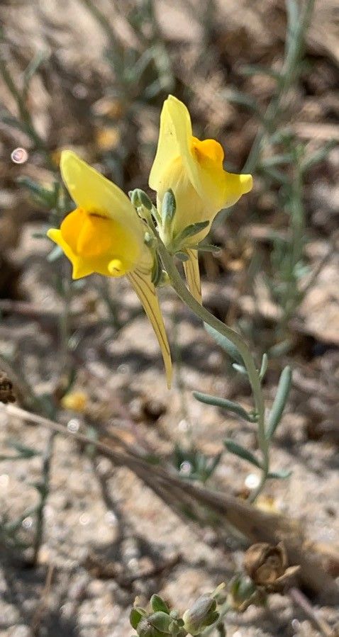 Linaria polygalifolia flower