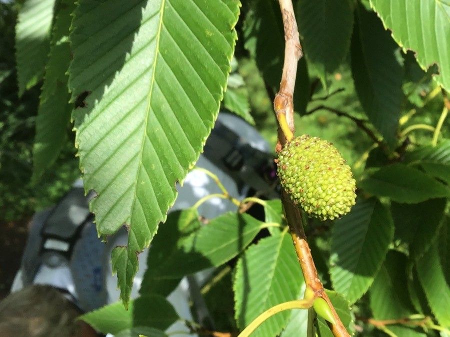 Alnus firma fruit
