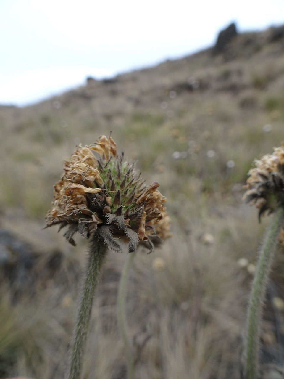 Succisa trichotocephala fruit