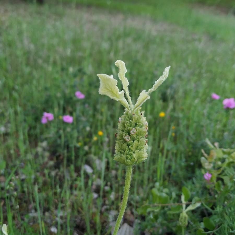 Lavandula viridis fruit