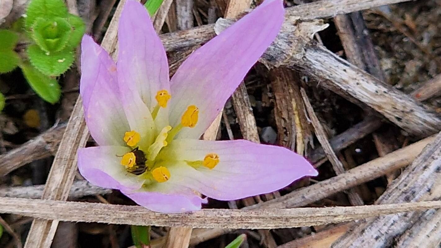 Colchicum soboliferum — houseplant care guide