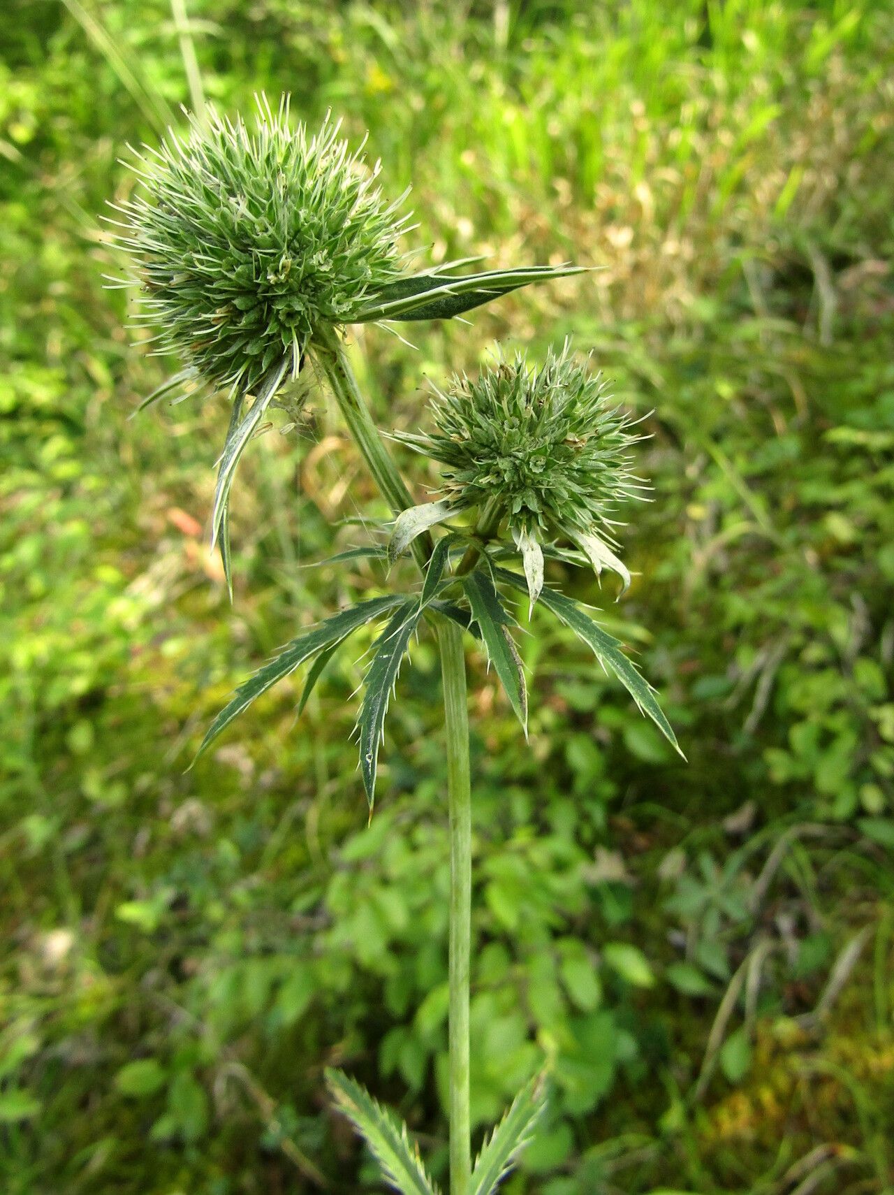 Eryngium palmatum habit