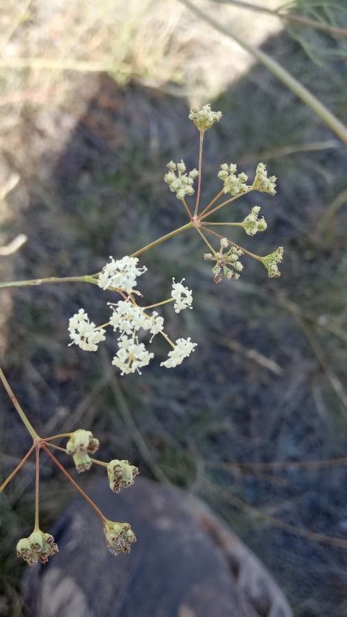 Seseli pallasii flower