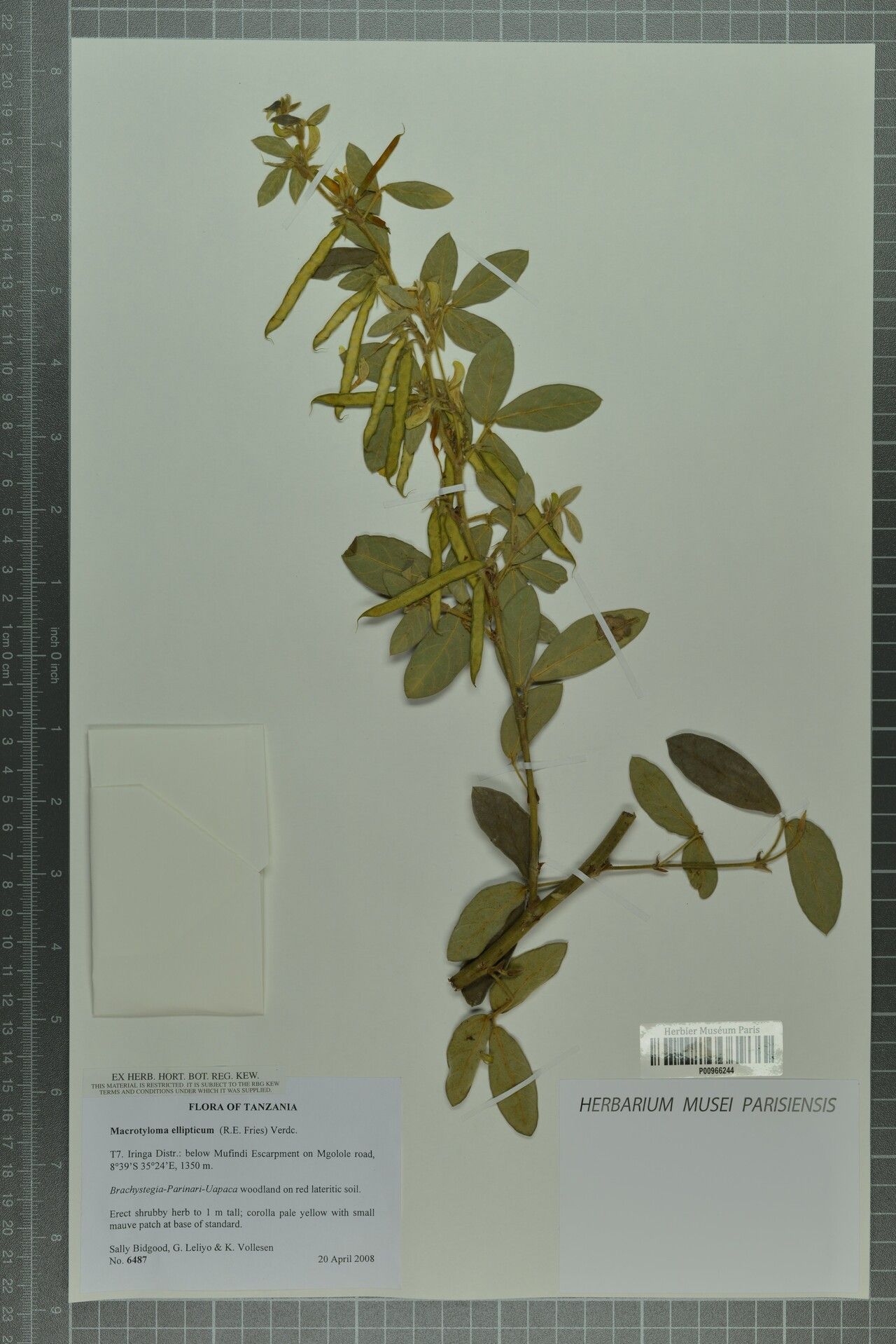 Macrotyloma ellipticum — related species from the same genus