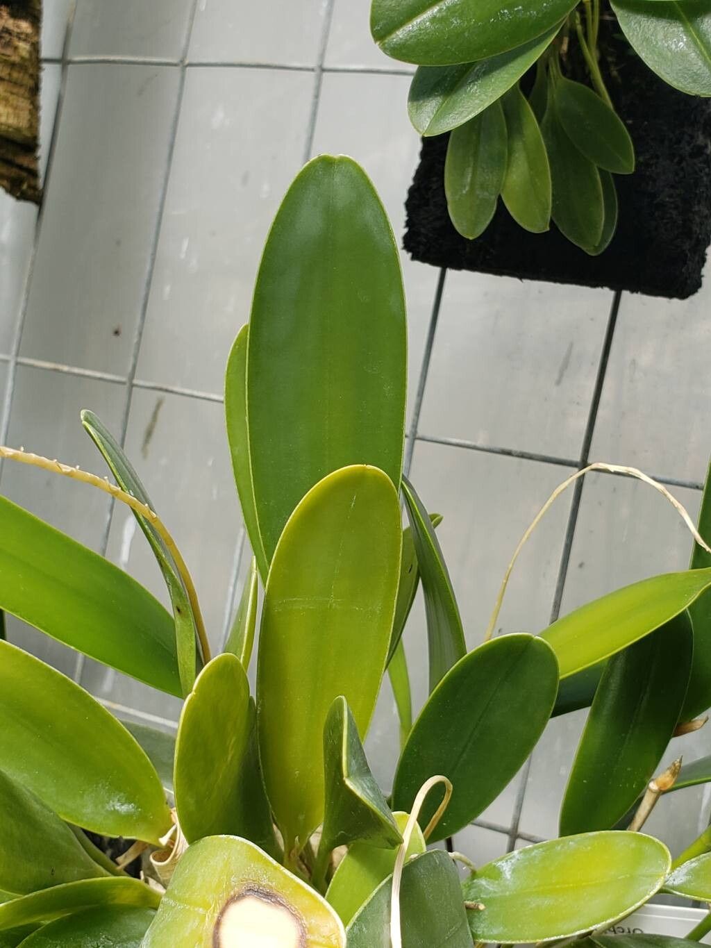 Pleurothallis quadrifida — houseplant care guide