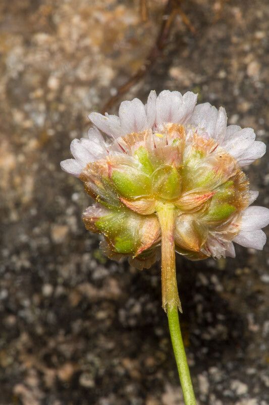 Armeria sardoa bark