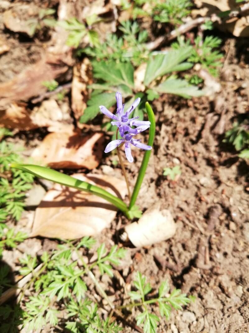 Scilla vindobonensis — search result for 'Scilla'