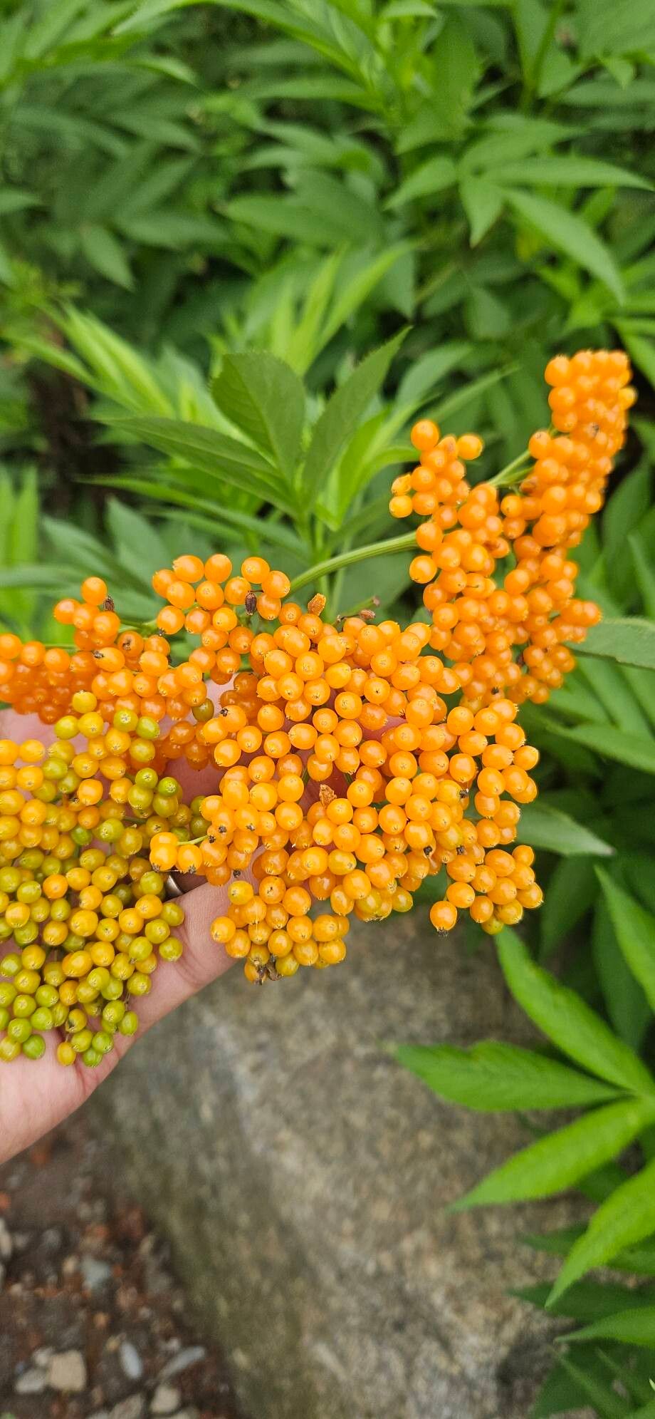 Sambucus wightiana fruit