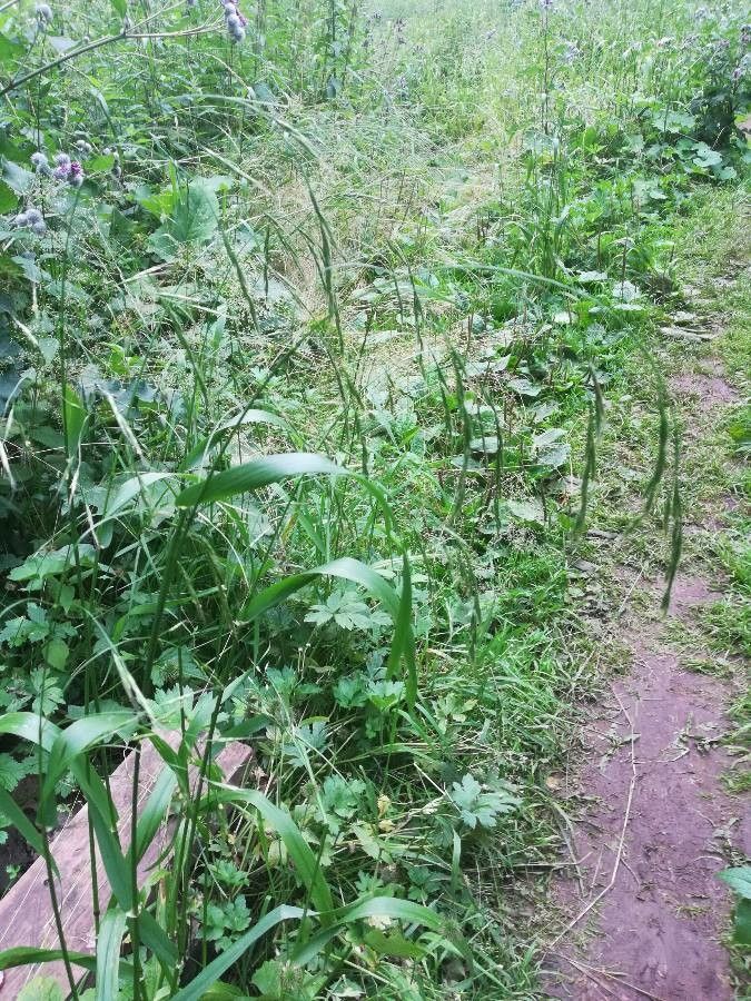 Festuca gigantea fruit