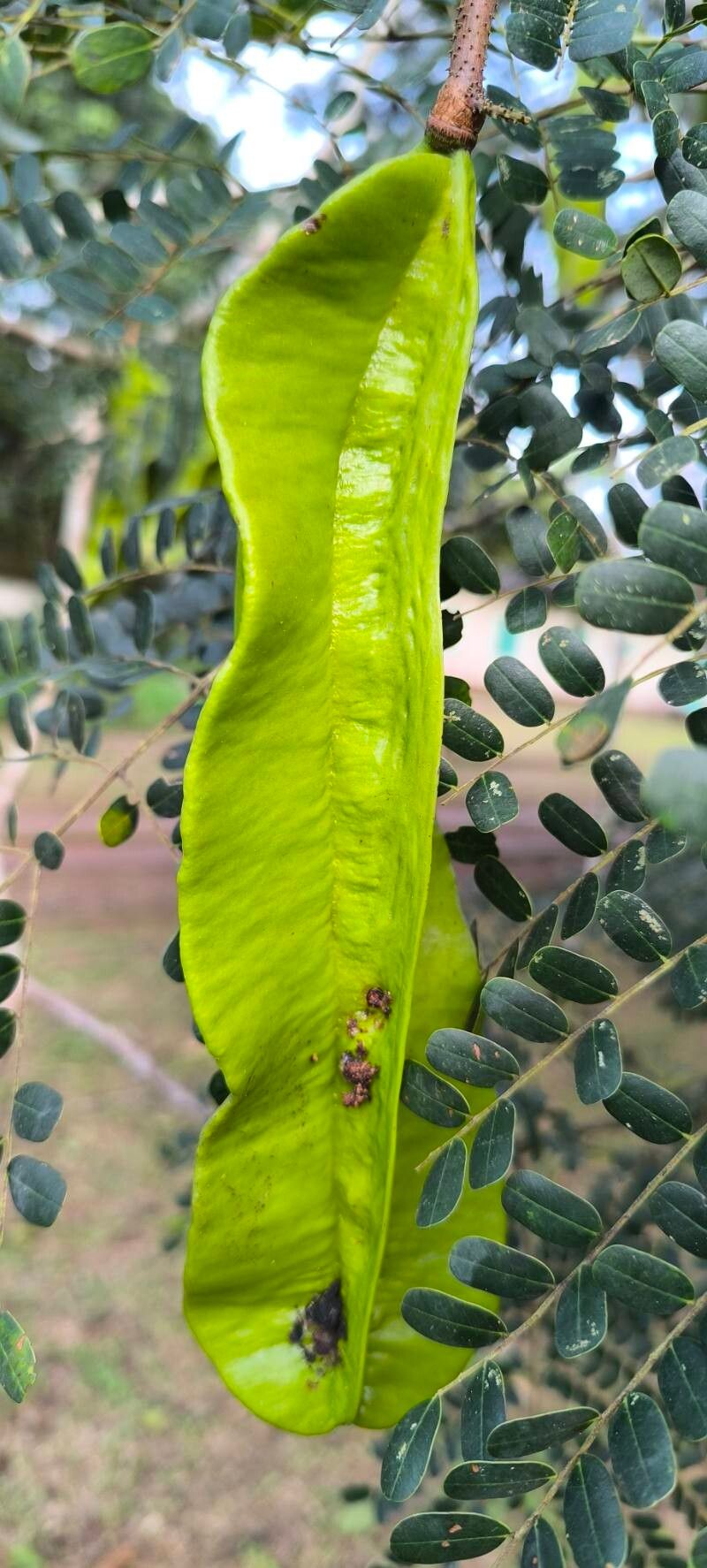 Tetrapleura tetraptera fruit