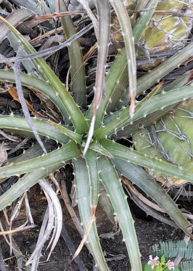 Bromelia urbaniana — houseplant care guide