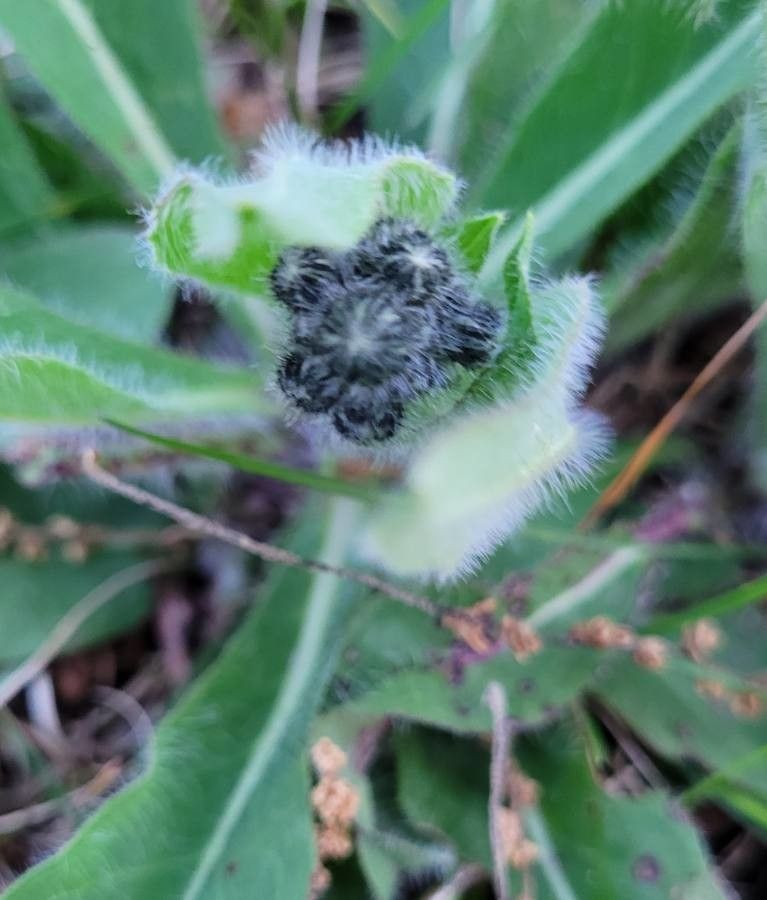 Hieracium alpinum fruit