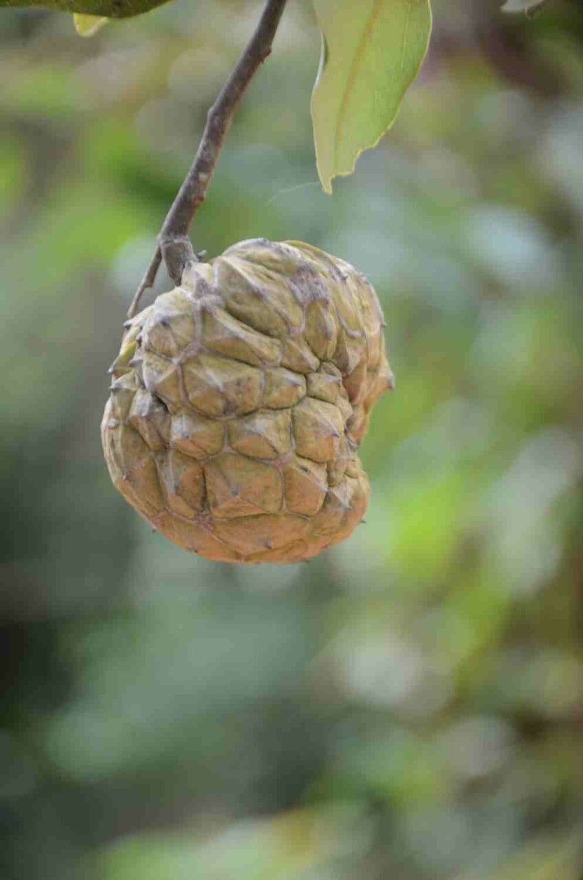 Duguetia furfuracea fruit