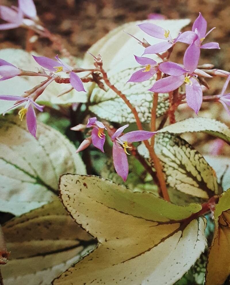 Sonerila margaritacea flower