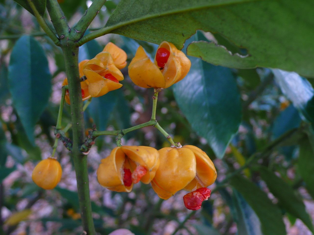 Euonymus myrianthus fruit