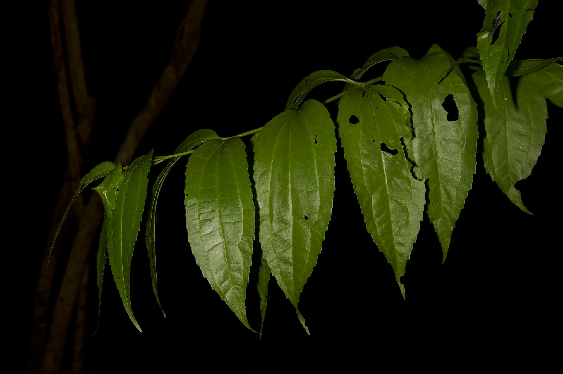 Koanophyllon albicaule — related species from the same genus