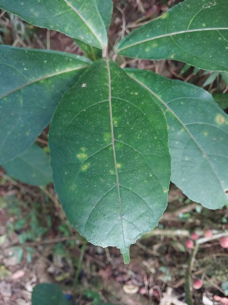 Ficus brachyclada — houseplant care guide