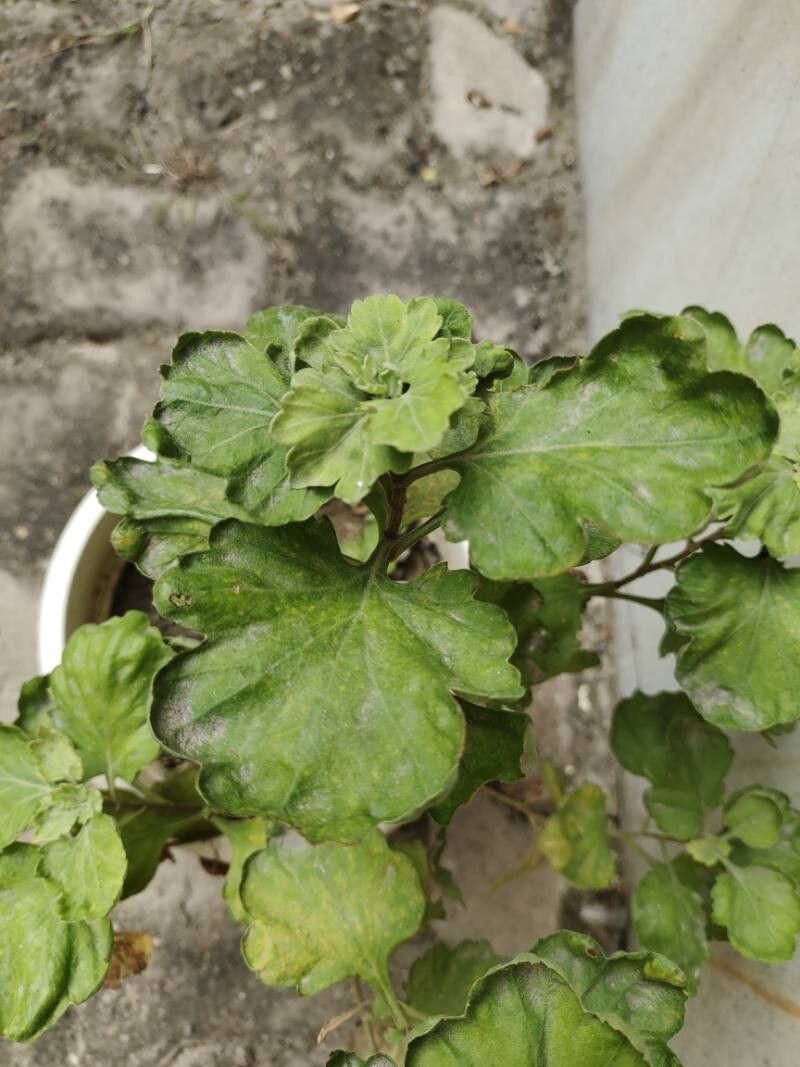 Chrysanthemum arcticum