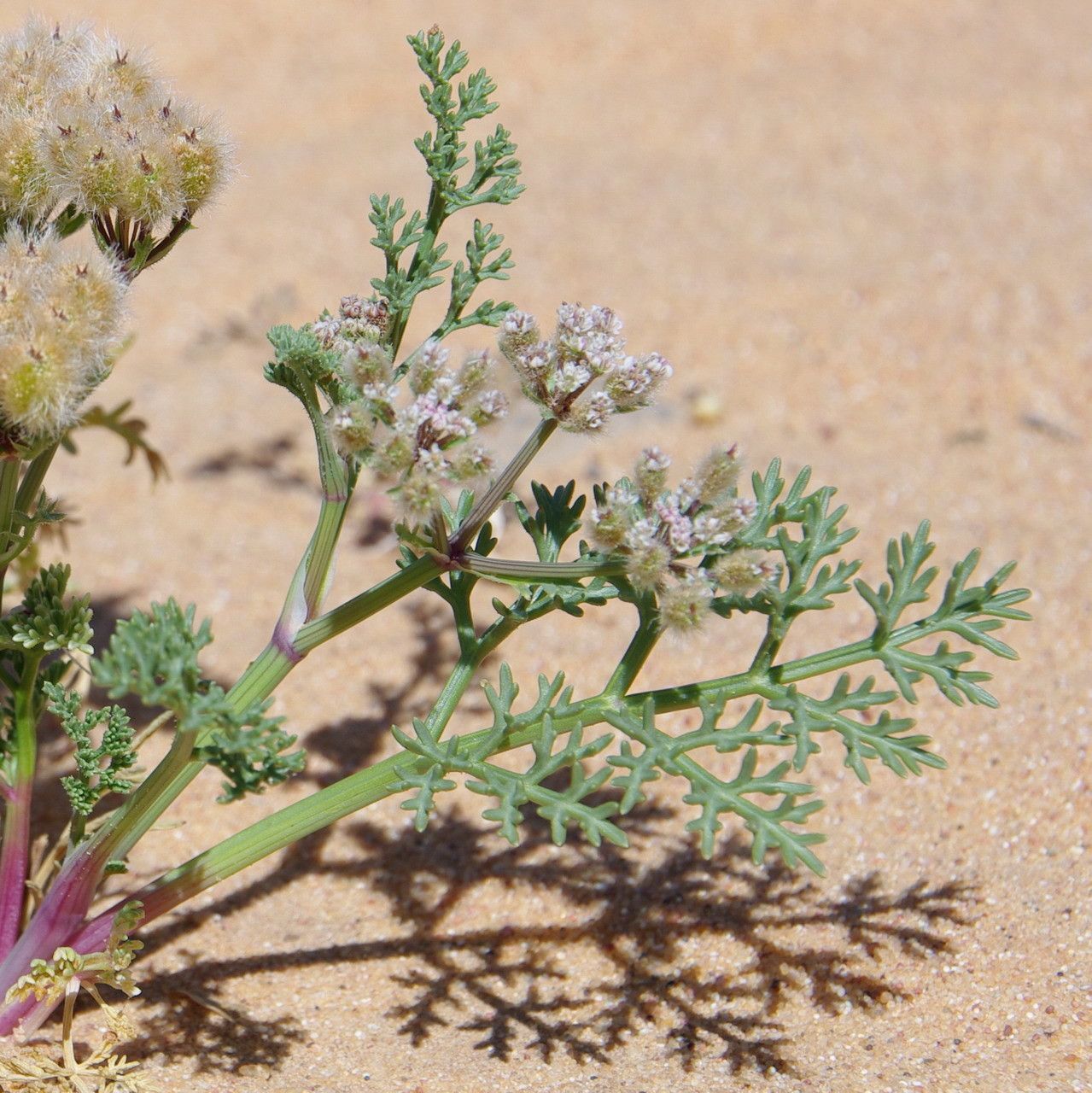 Ammodaucus leucotrichus flower