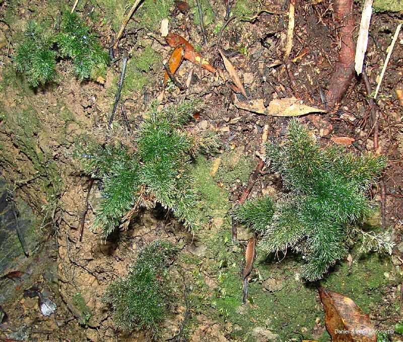 Trichomanes laetum habit