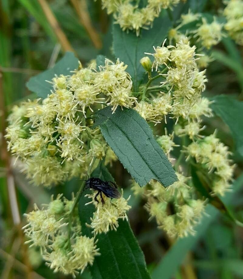 Baccharis punctulata flower