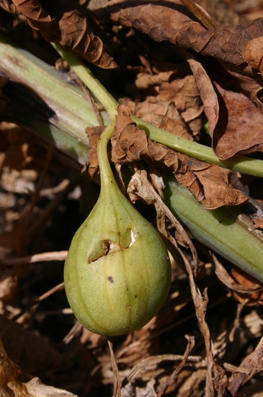 Aristolochia navicularis fruit