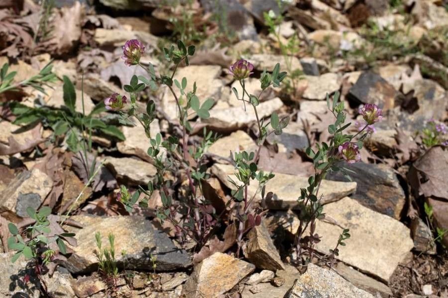 Trifolium grandiflorum habit