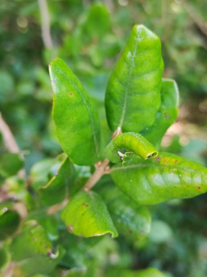 Myrceugenia exsucca — houseplant care guide